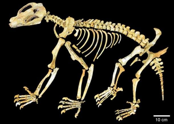 Compuesto Nimbadon lavarackorum esqueleto de Riversleigh. (CC BY 2.5)