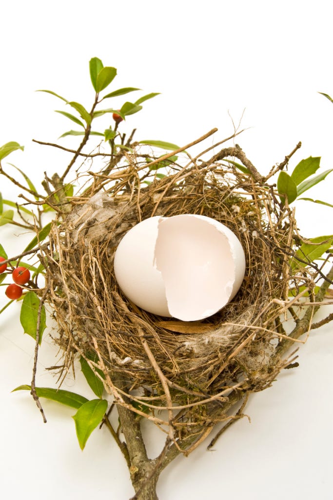 empty nest with open eggshell
