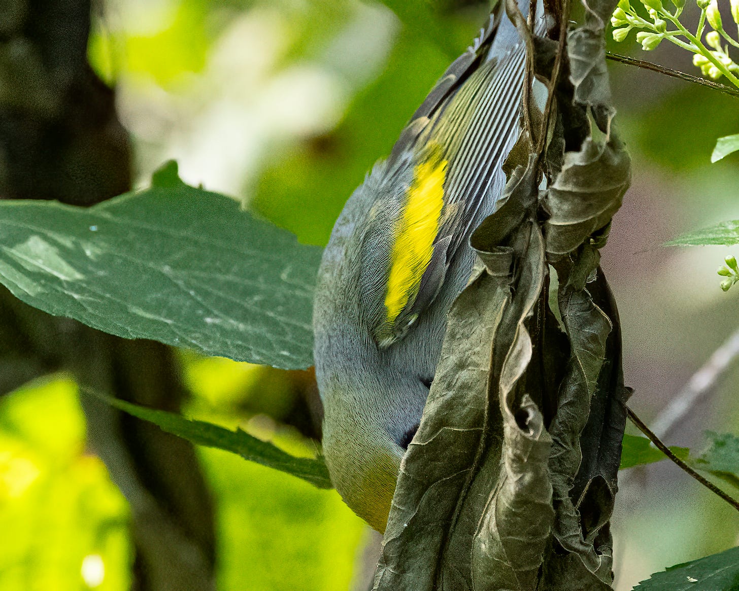 In this photo, a golden winged warbler is upside down in a tree, with half its body obscured by a crumbled, dry leaf. You can only see its back and wings and part of its head.