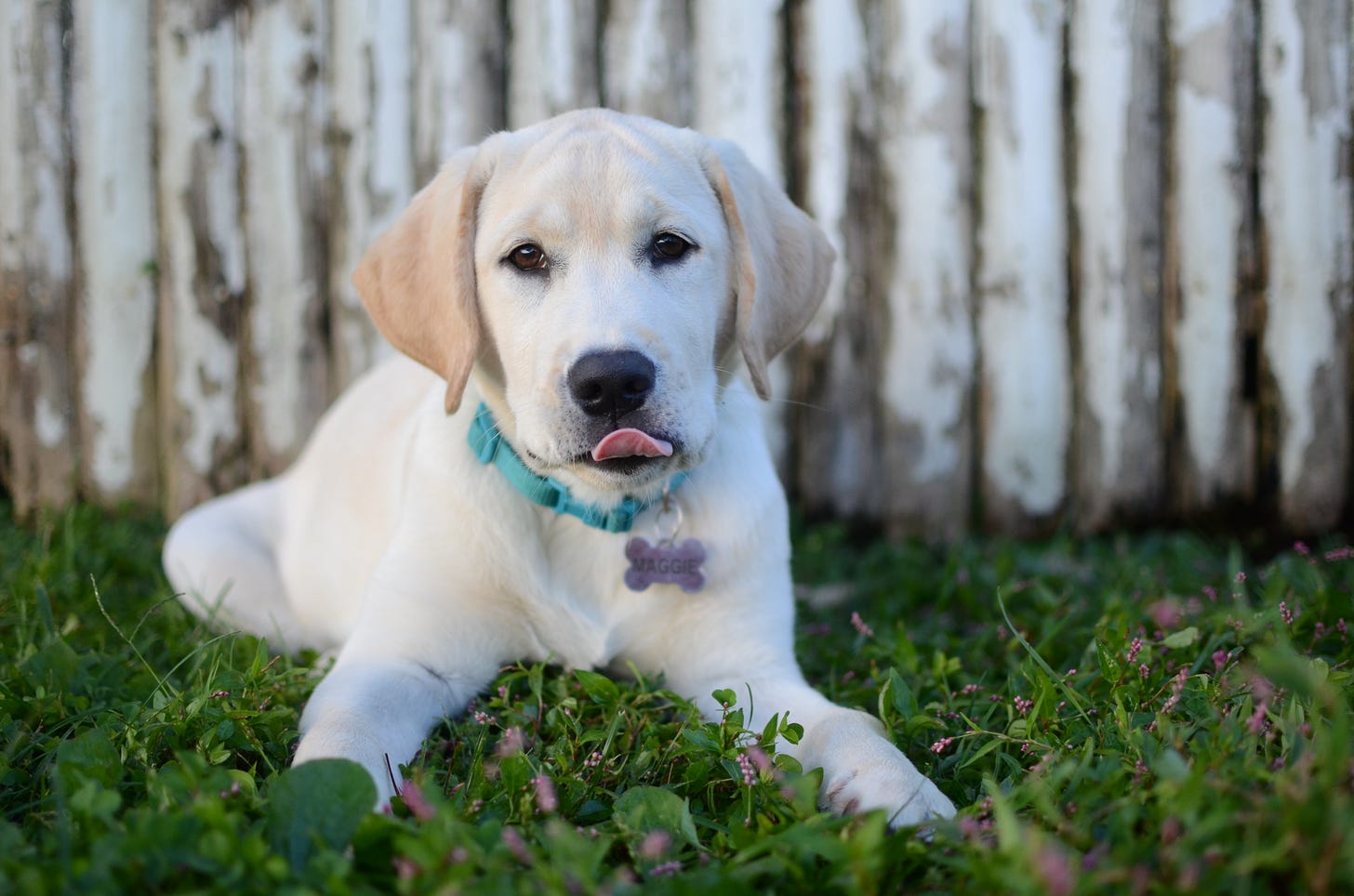 A yellow Labrador retriever puppy licks her lips and lays in the green grass. 