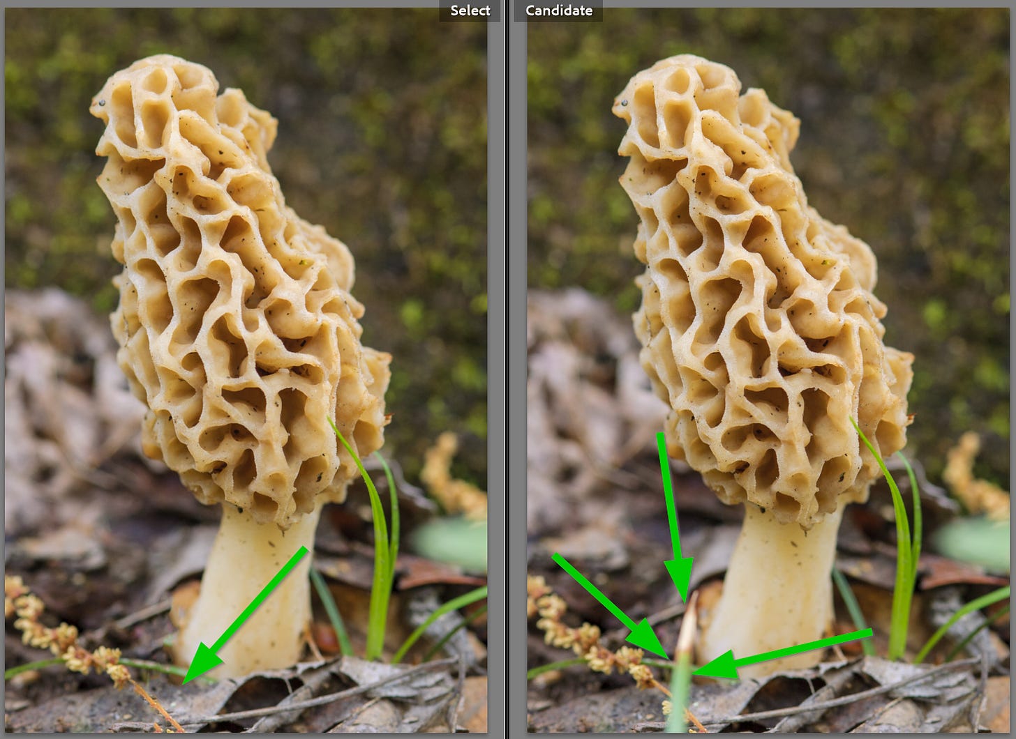 Two photos side by side showing a mushroom with arrows pointing at a blade of grass in one and where the grass was removed in the other.