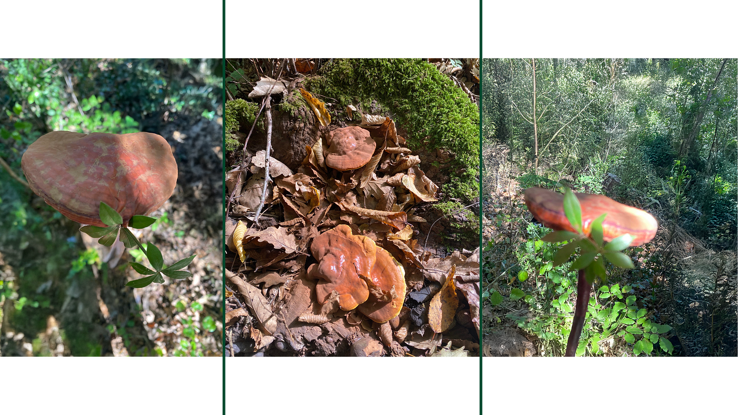 Reishi or Lingzhi (Ganoderma lucidum)