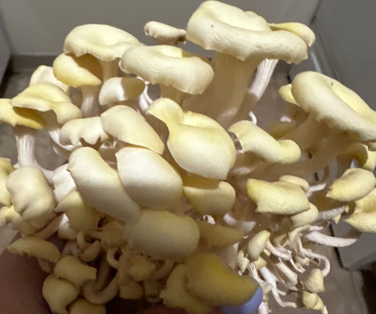 golden oyster mushrooms