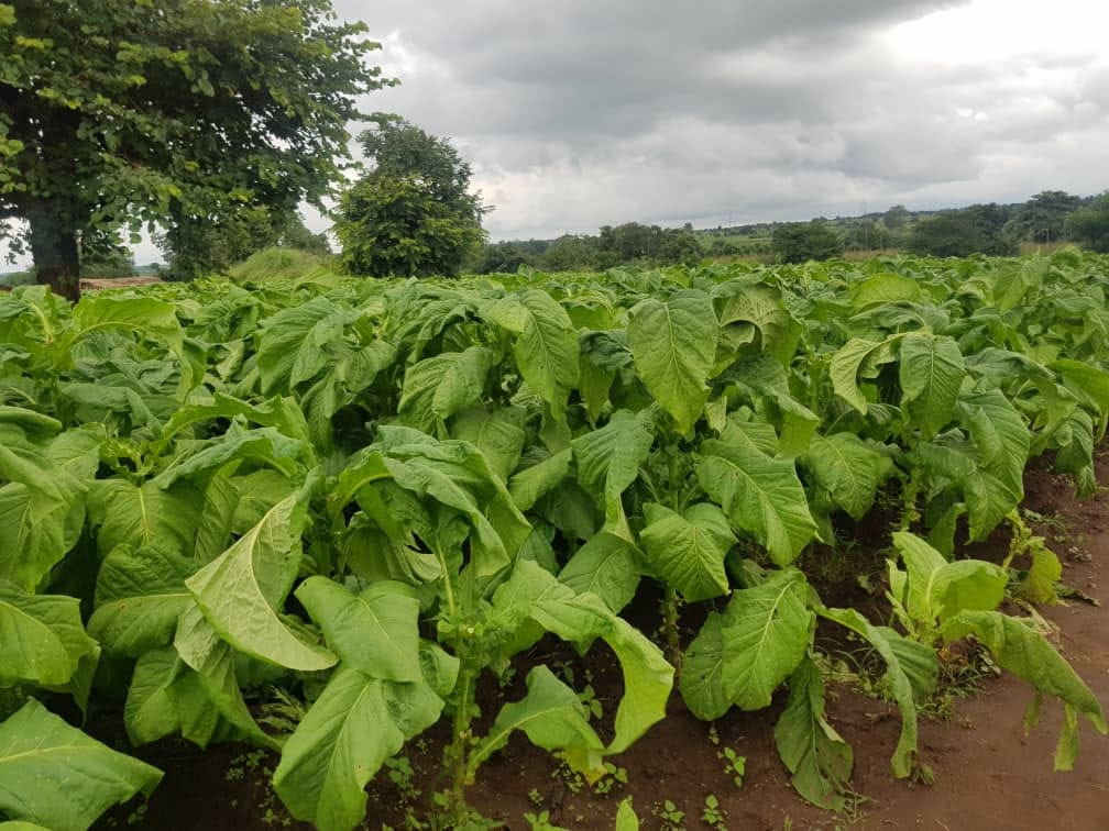 Malawi Finally Ratifies Tobacco Control Convention, But Many Farmers Are  Loyal To The Crop - Health Policy Watch
