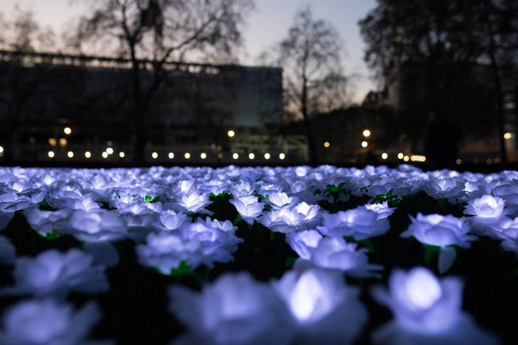 A field of glowing white roses