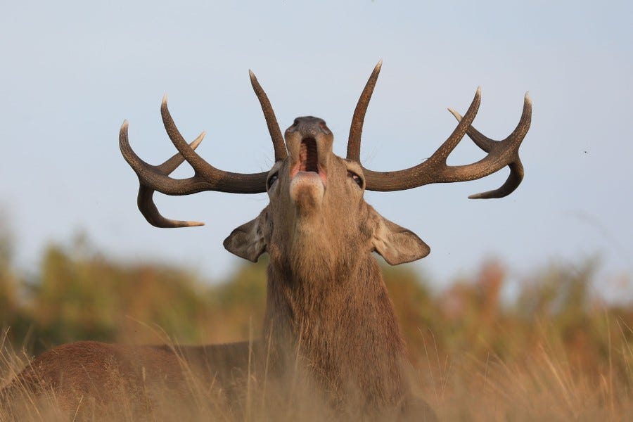 A deer raises its head, bellowing.