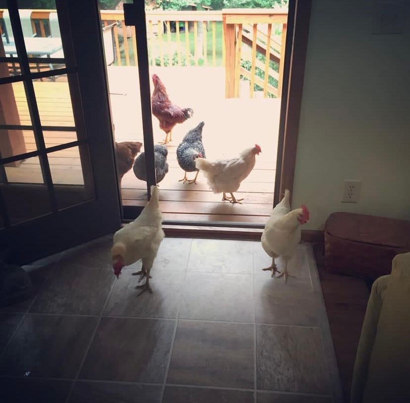 a handful of chickens walking into a house from a deck