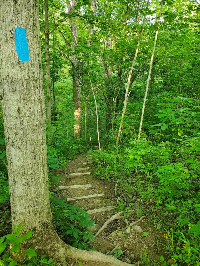Blue trail markings on a lush, green trail.