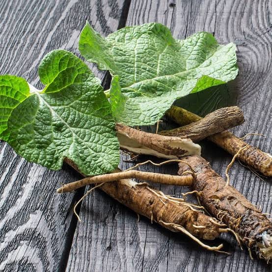 Burdock | Herbs | Herbal Reality