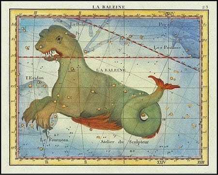 Image dessinée de baleine remontant au XVII° siècle