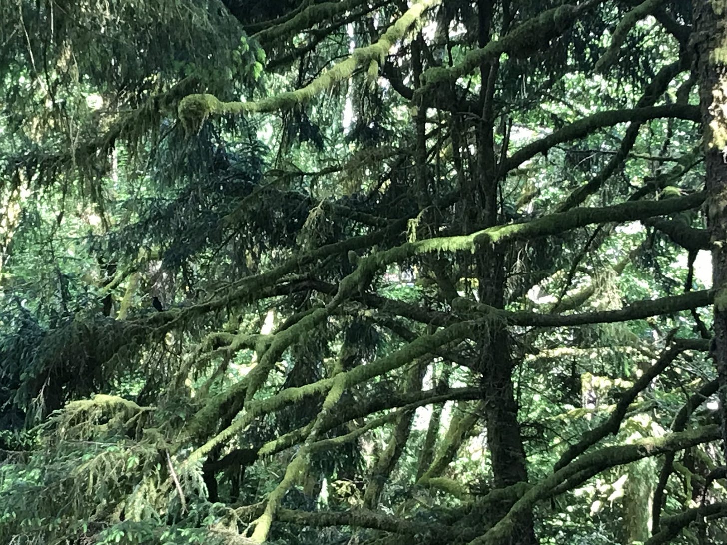 mossy trees