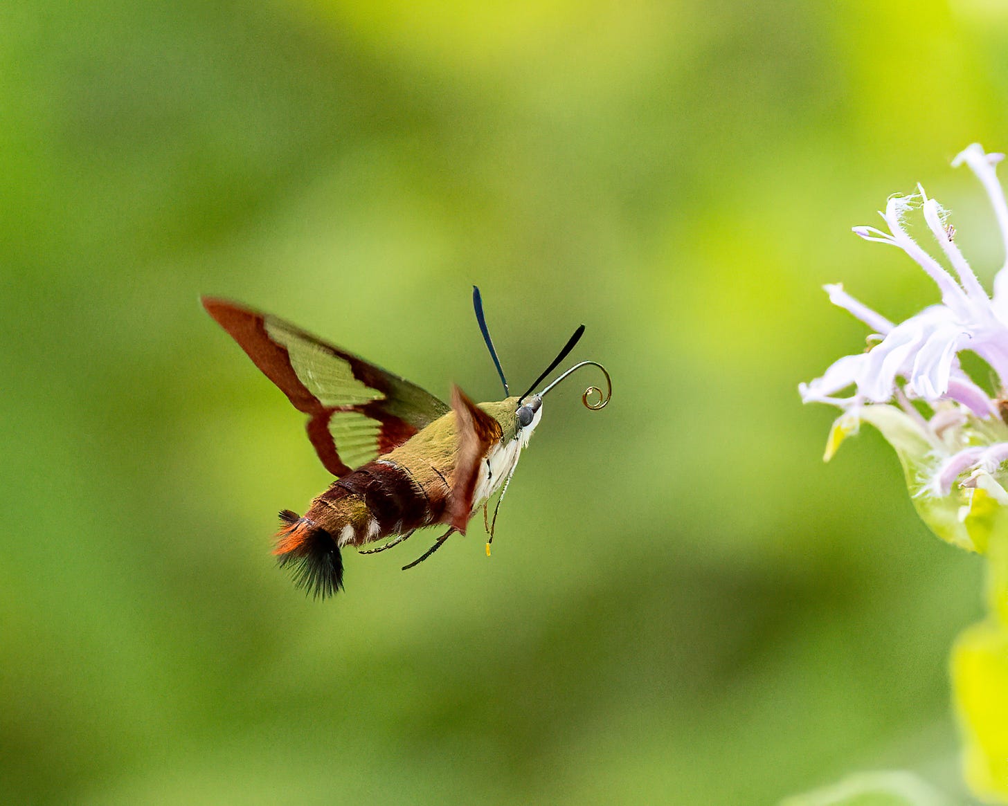 In this series of photos you can see the hummingbird moth heading toward a pink flower for nectar. You can see its tongue sticking out and curled around.