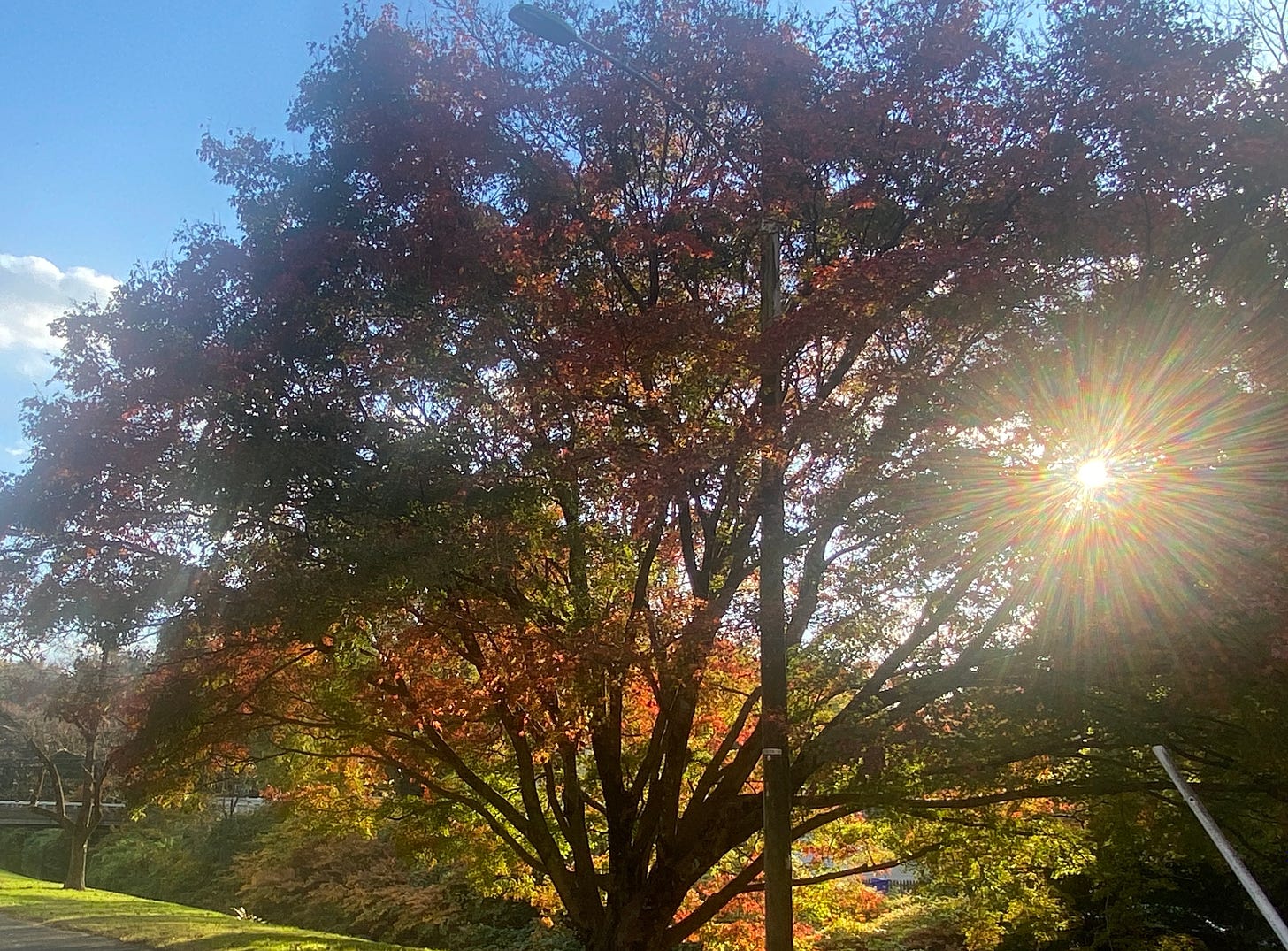 an autumn tree wth sunlight shining through its branches