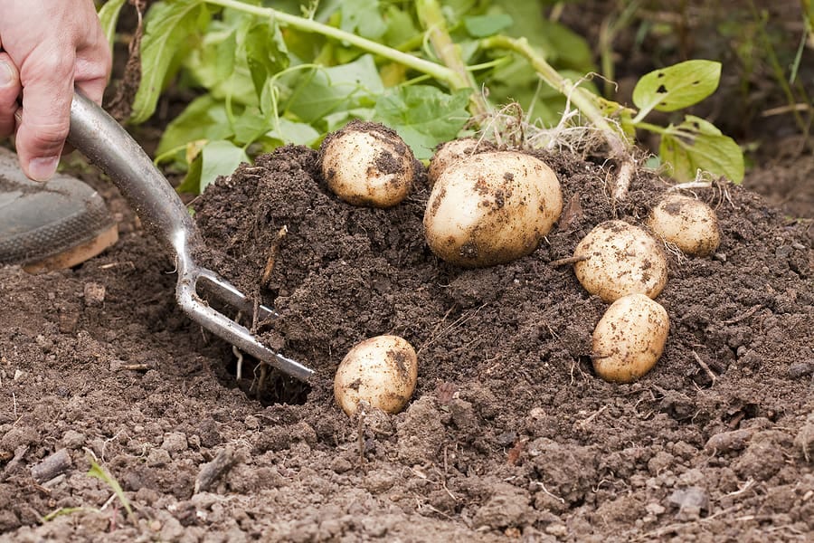 How to Harvest and Store Potatoes -- Harvest to Table