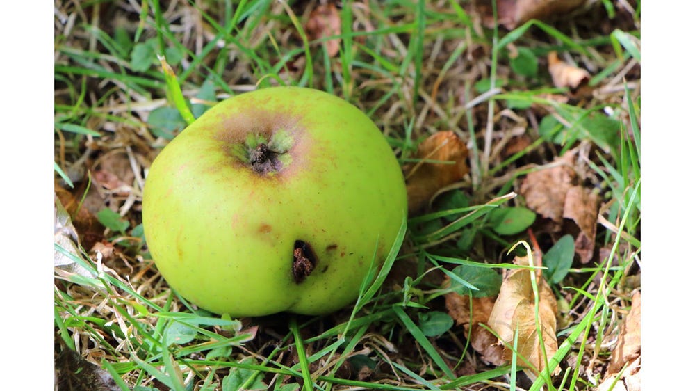 Damaged apple representing low-quality software