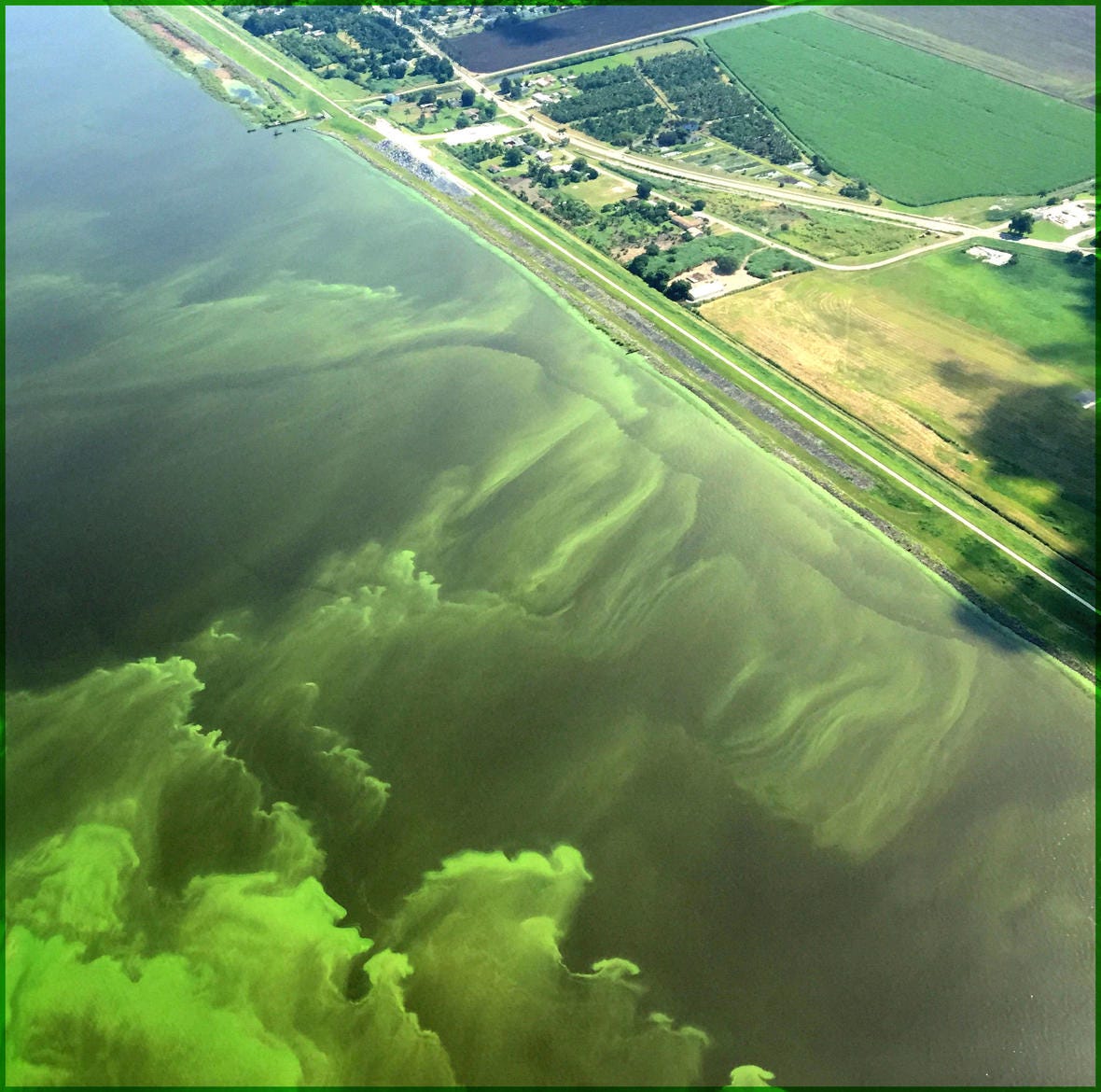 Tracking the Bad Guys: Toxic Algal Blooms | U.S. Geological Survey