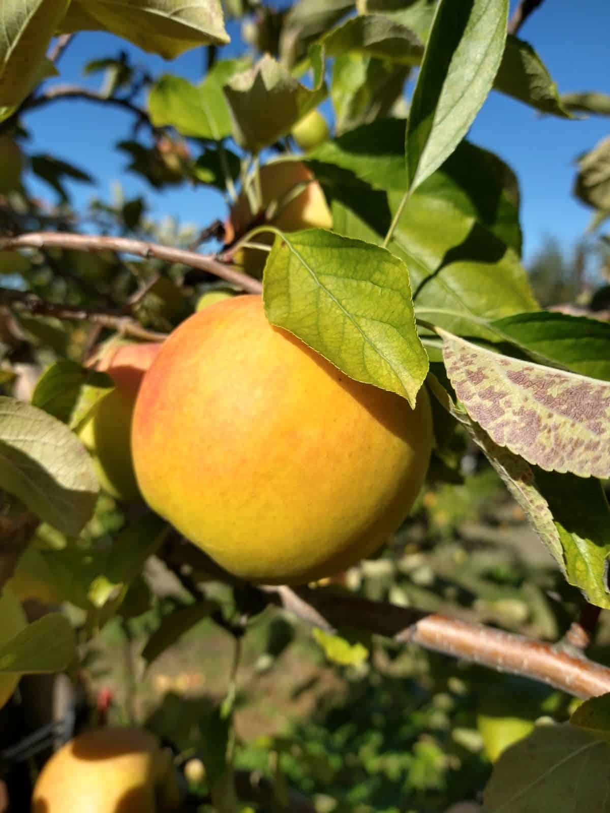 A single Suncrisp apple in a tree.