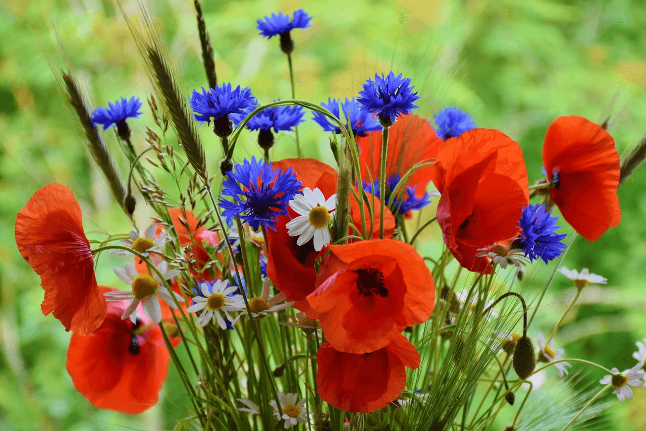 Bleuet cornflowers and poppies. (c) Rita-und-mit/Pixabay 2016