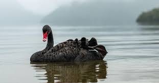 What is a black swan event and how does ...