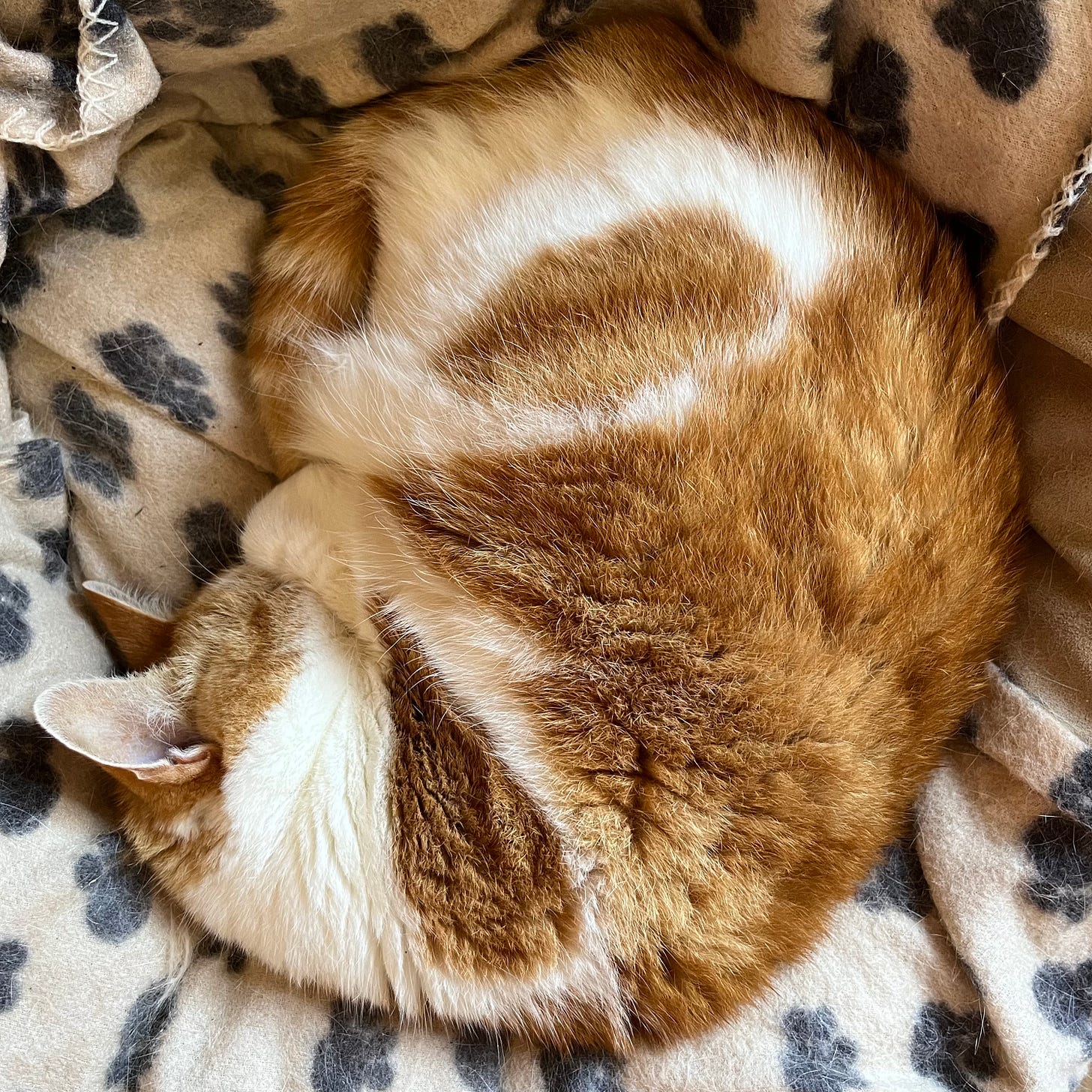 A sleeping ginger and white cat is curled up tightly