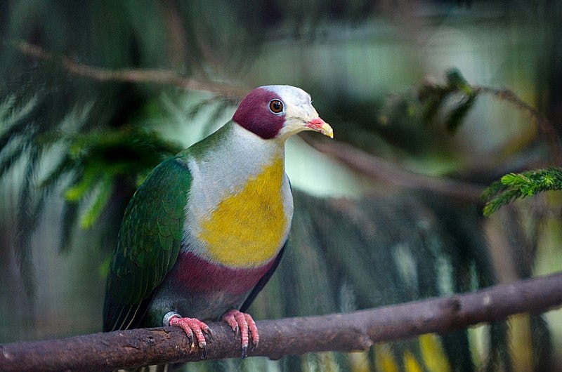 File:Ptilinopus occipitalis -zoo -adult-8a.jpg File:Ptilinopus occipitalis -zoo -adult-8a.jpg