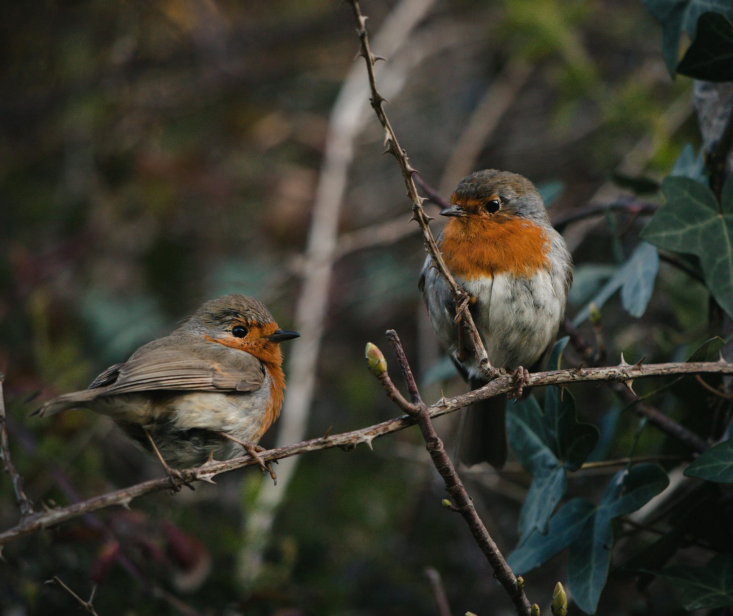 Two robins on a branch