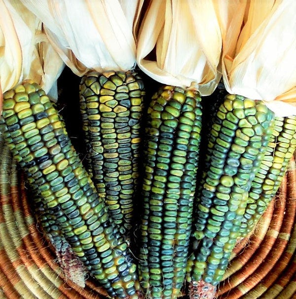Oaxacan Green Dent Flour