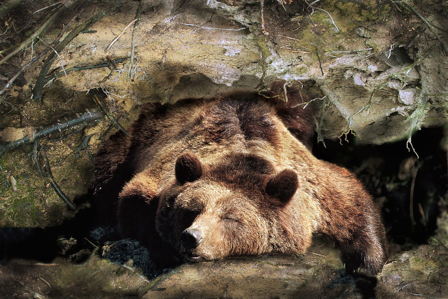 The Upside Down: The Appeal of Hibernation – Byline Times