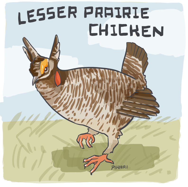 Digital illustration of a medium-sized ground bird. He faces us, standing on one leg. He has light brown pinstripes around his body, an erect tail, and ear-like feathers standing up on his head. He has bright orange "eyebrows", and a red sac on either side of his neck.