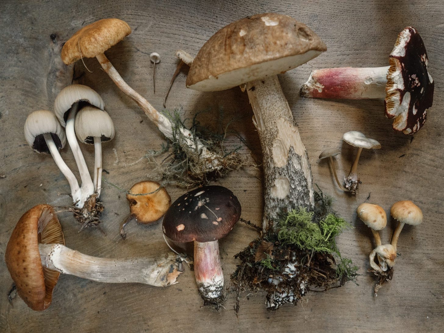 A selection of edible mushrooms