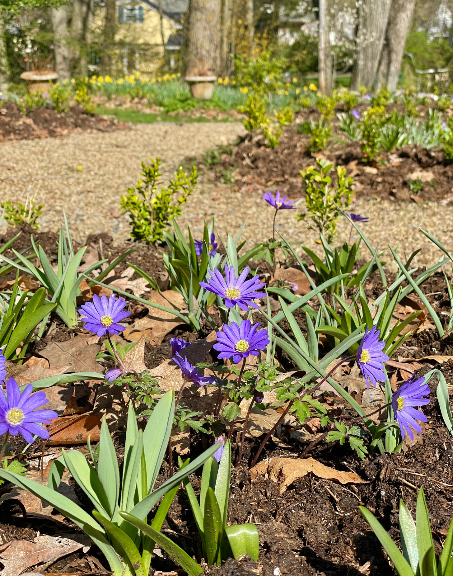 Anemone blanda ‘Blue Shades’ opened with the sun rise this morning, and you can just see the front of the Daffodil Dell behind.