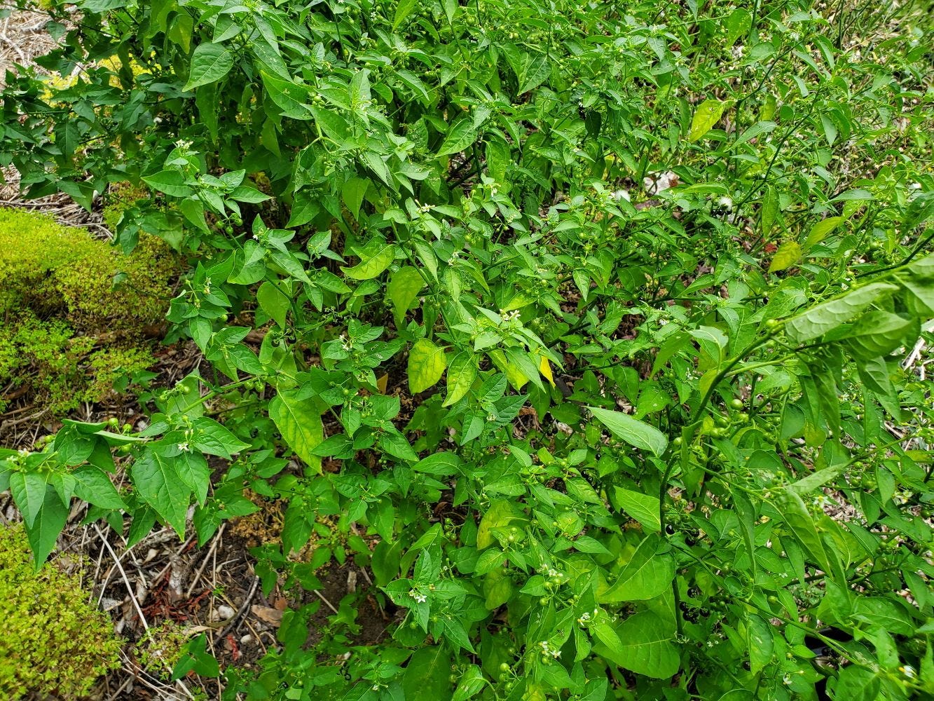 Solanum americanum [plants] 20221201_122154 sml.jpg