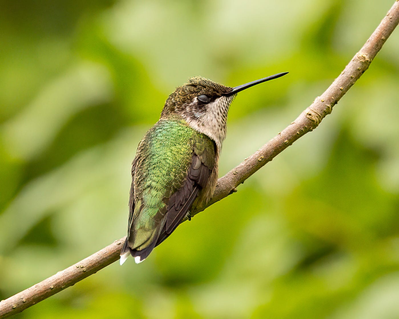 This hummingbird is sitting on a tree branch with its eyes closed, apparently asleep. He has a shiny green back, a white throat, and a brownish head.