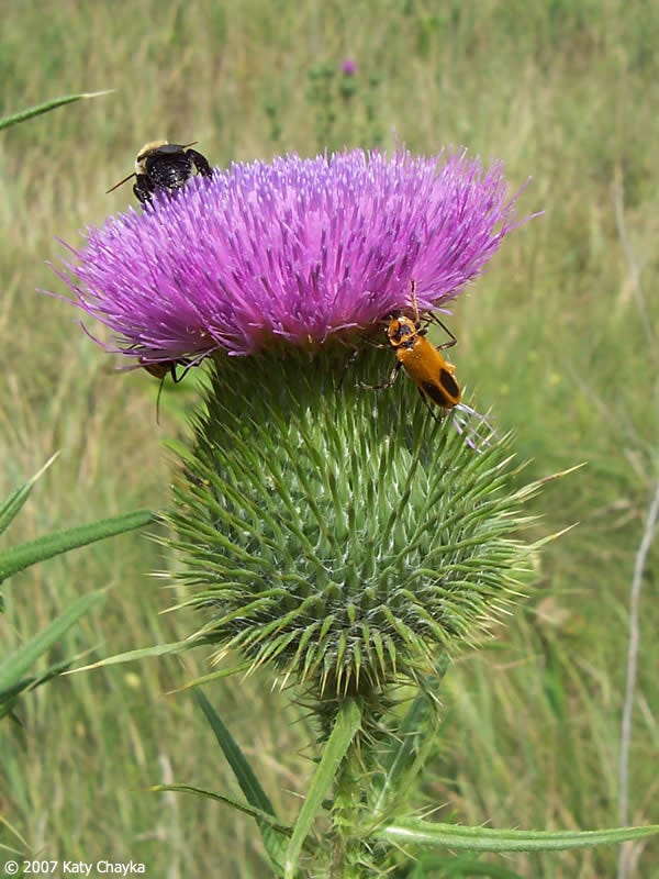 Cirsium vulgare (Bull Thistle): Minnesota Wildflowers