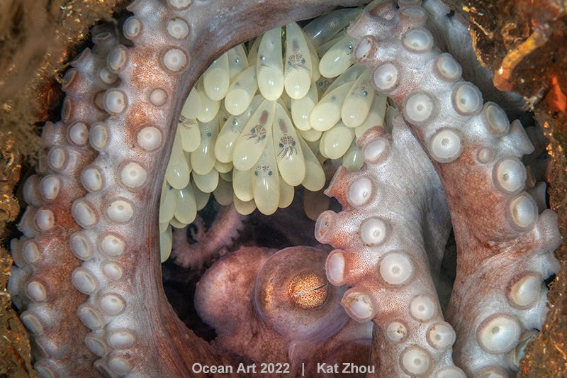 Kat Zhou's winning macro photograph is a close up of a pink octopus. Under the curve of her arms, which reach like an arch toward the top of the frame, hang her tiny babies, visible in their eggs. The octopus' eyes, closed, are in the bottom centre of the frame and are closed in an expression of saintly patience.