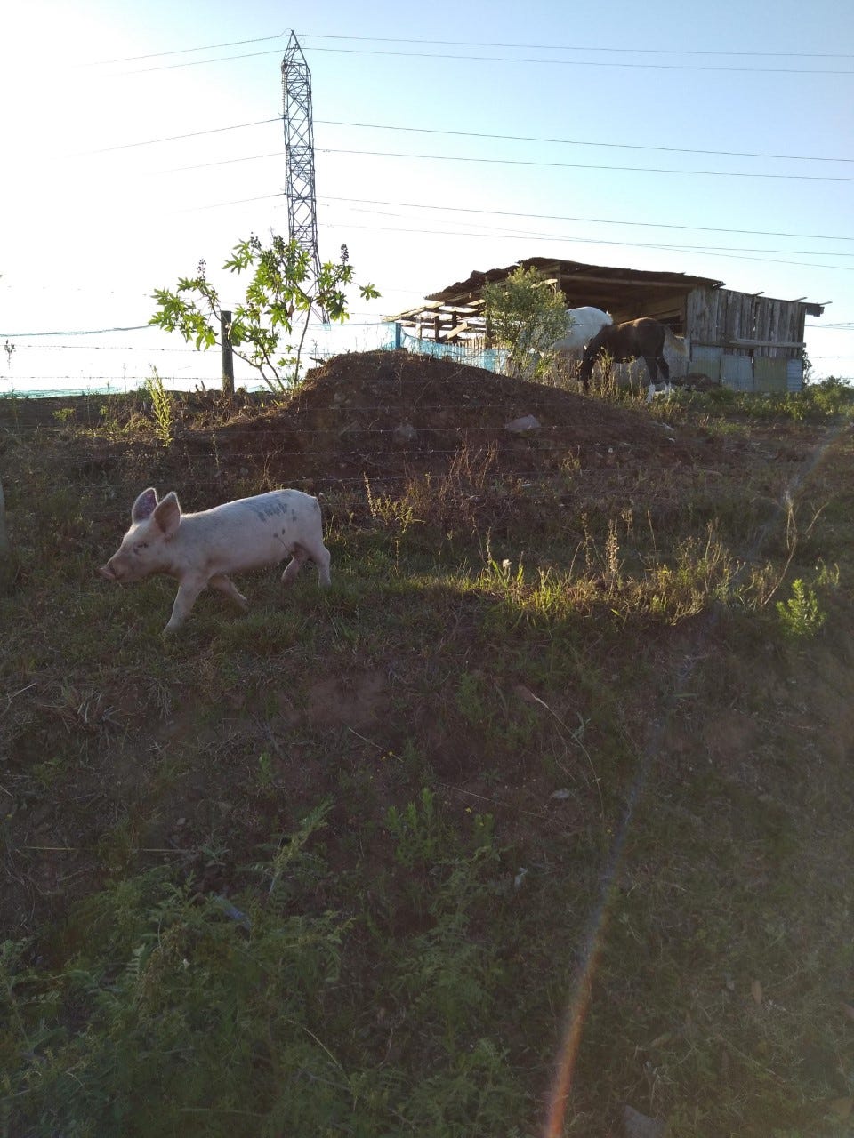 A Fazenda