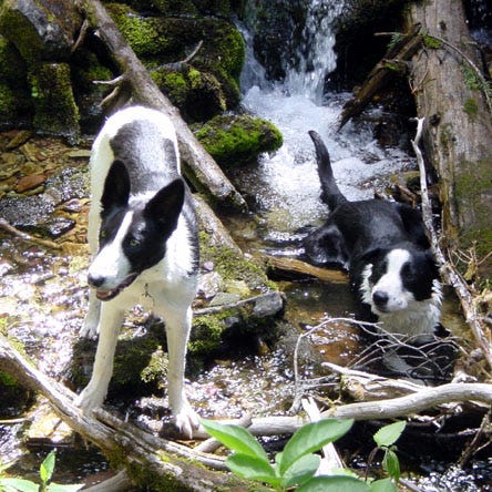 Dogs in a stream