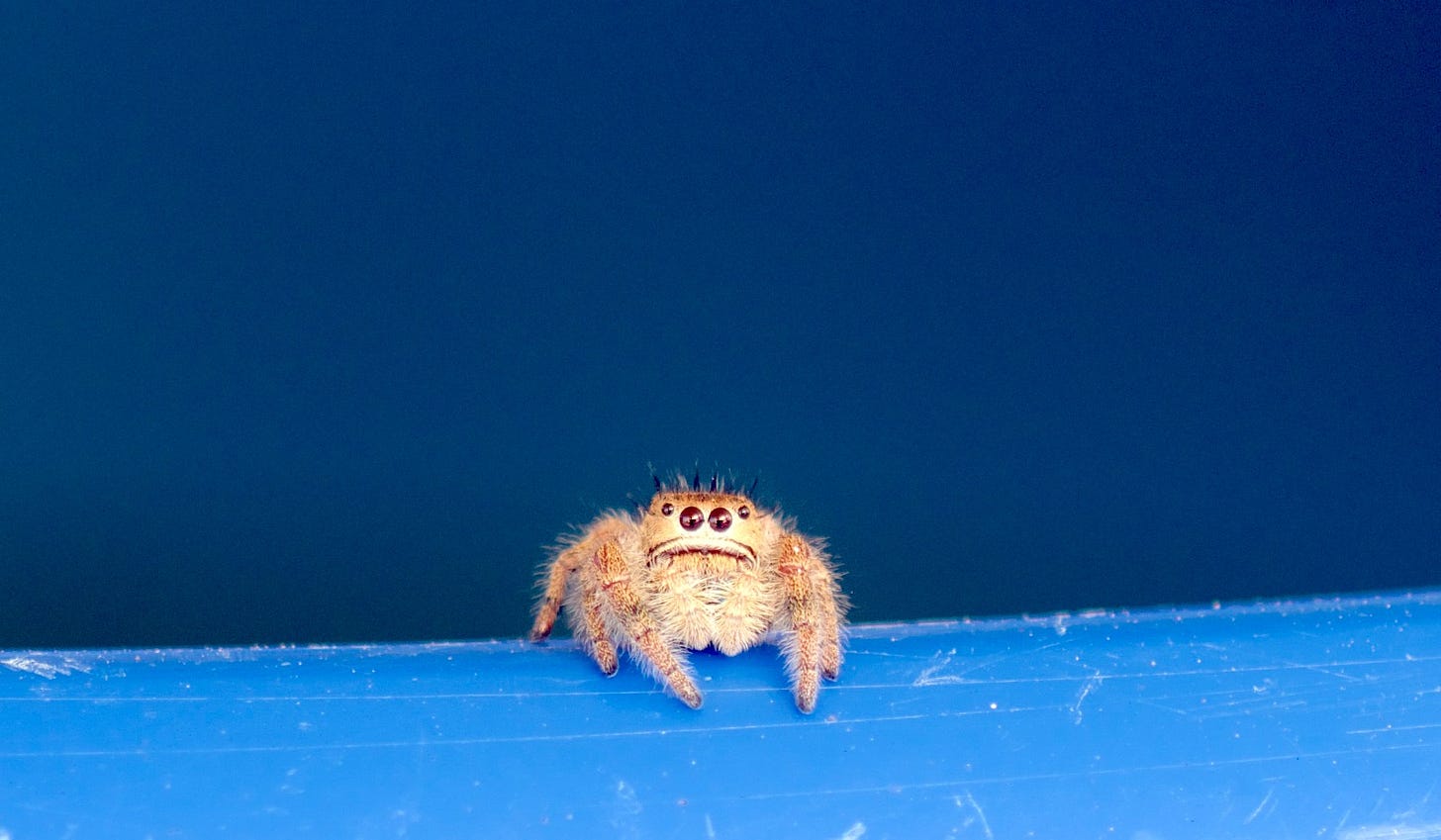A tiny baby spider with fuzzy legs and mandibles looking directly at the camera on a blue plastic ledge.