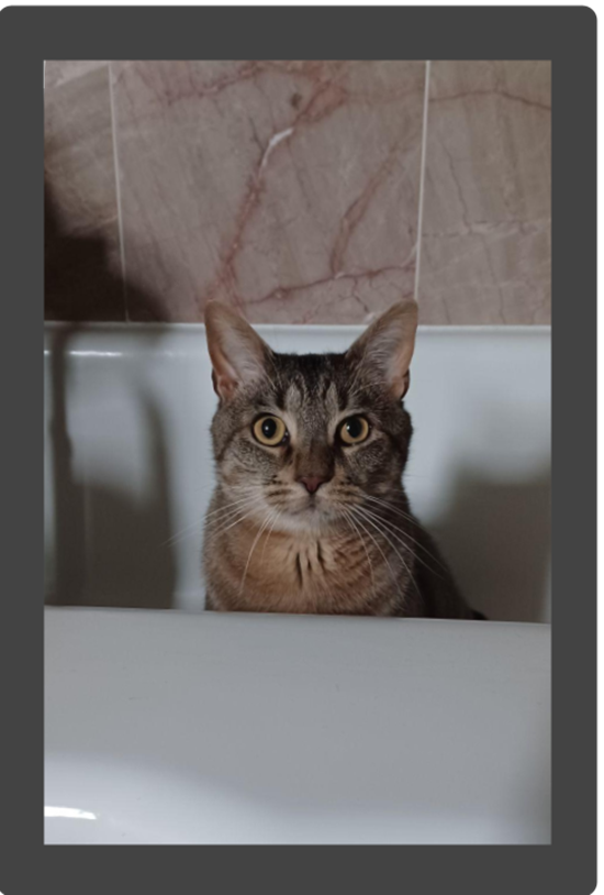 Tabby cat sitting in white tub