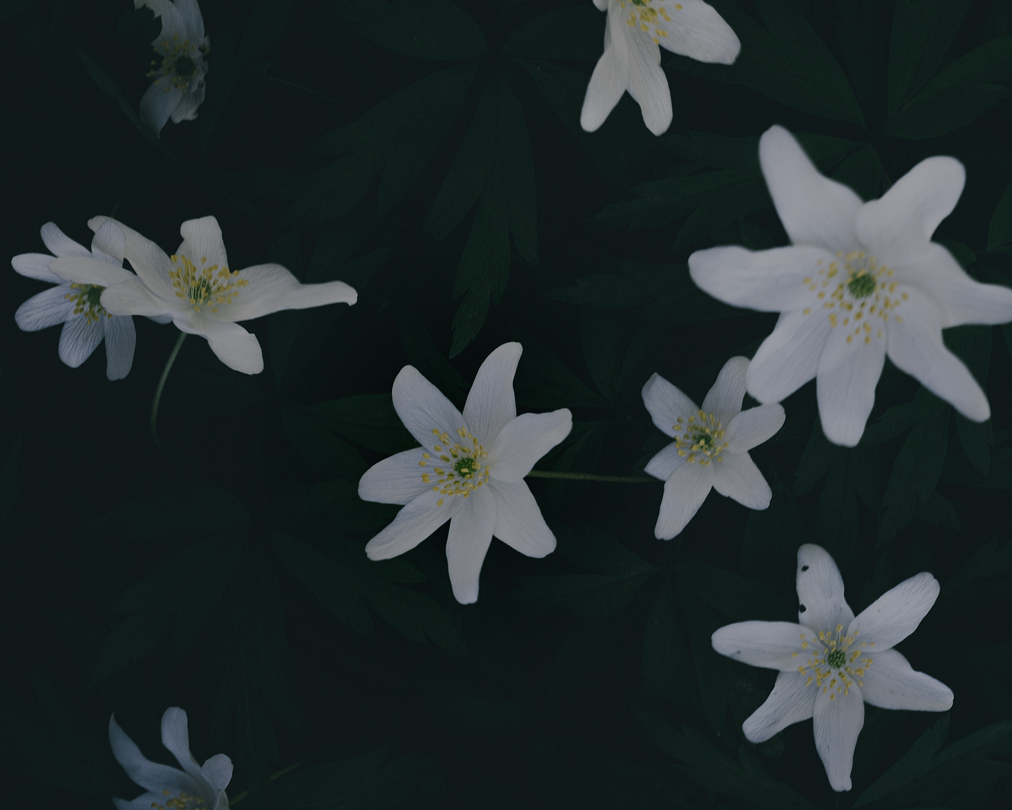 wood anemone finland wood anemone finland