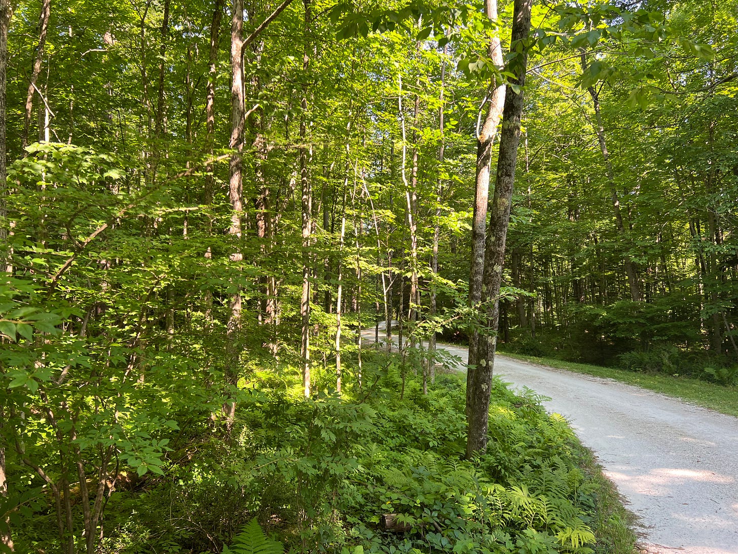 A photograph of a dirt road curving through a lush forest.