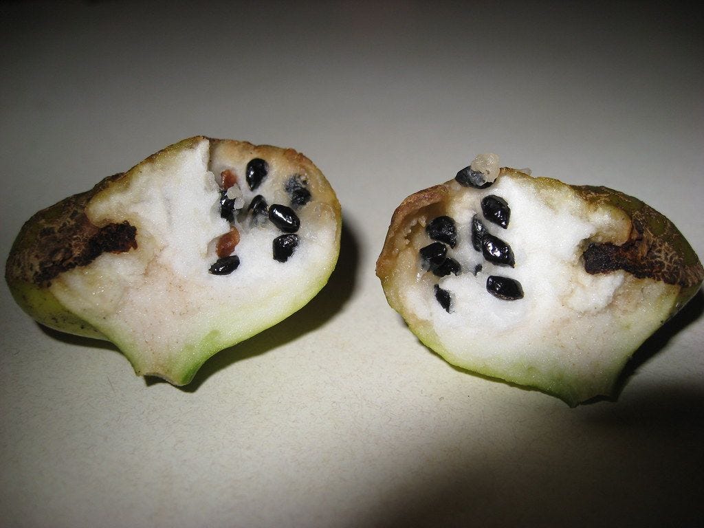 Eupomatia bennettii [small bolwarra - halved fruit - flickr].jpg