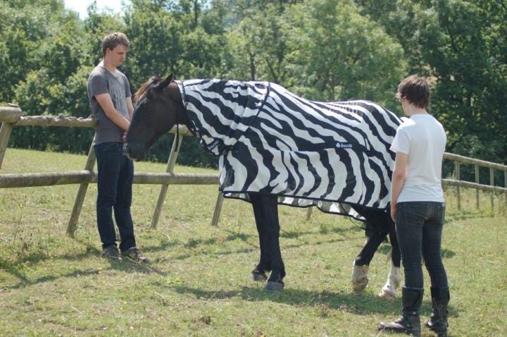 Due ricercatori osservano un cavallo che indossa un mantello con una fantasia zebrata.