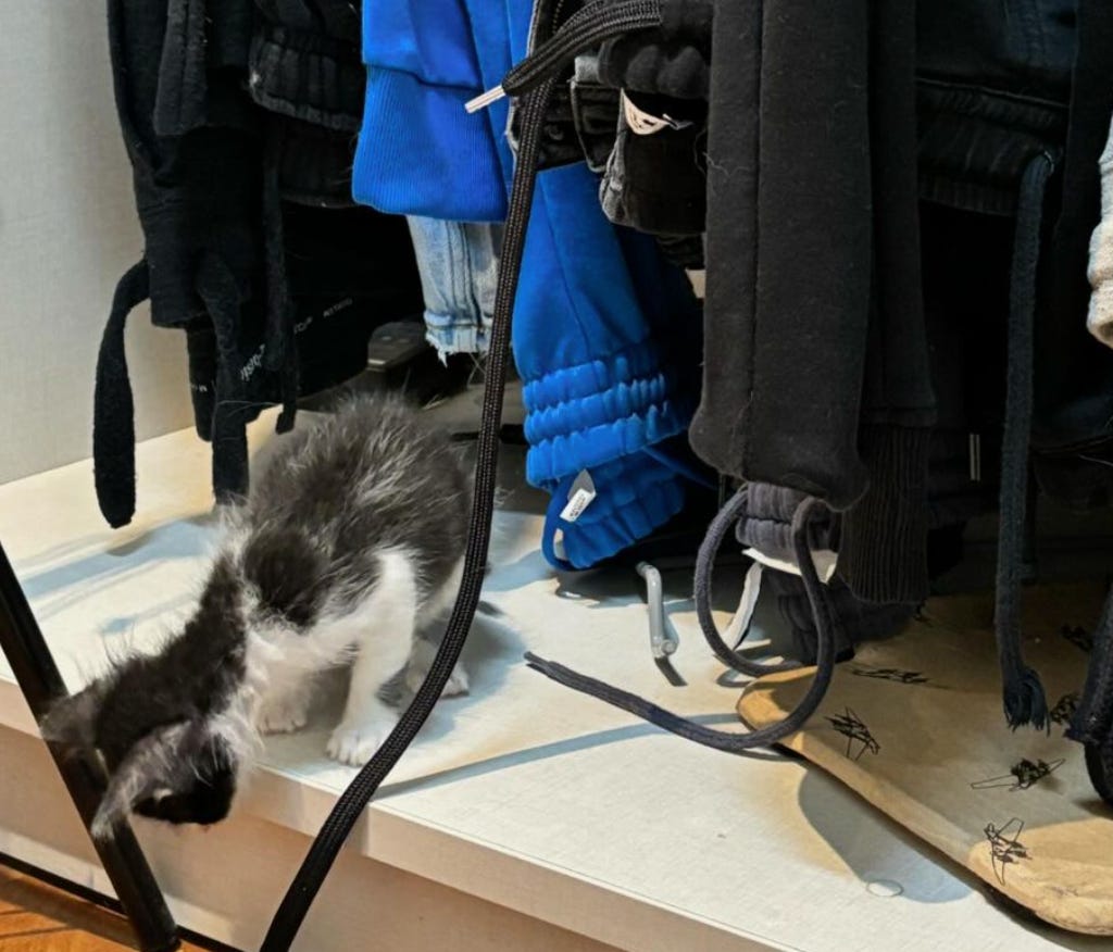 Foto de um gato frajola minúsculo dentro de um armário onde tem várias calças penduradas