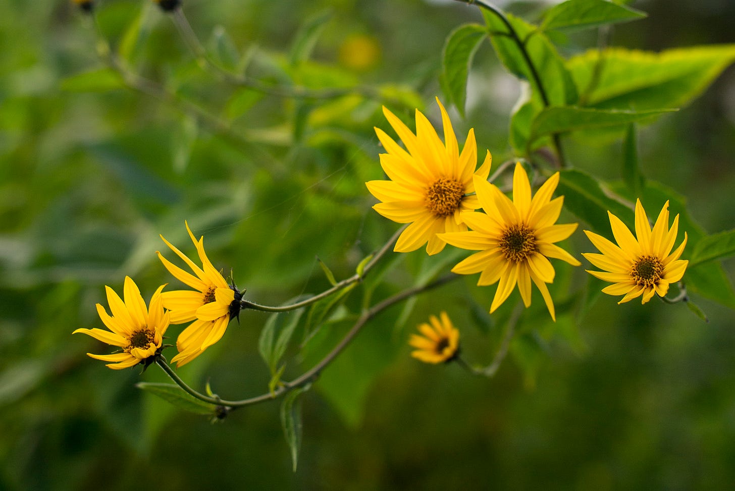 Jerusalem artichoke flowers