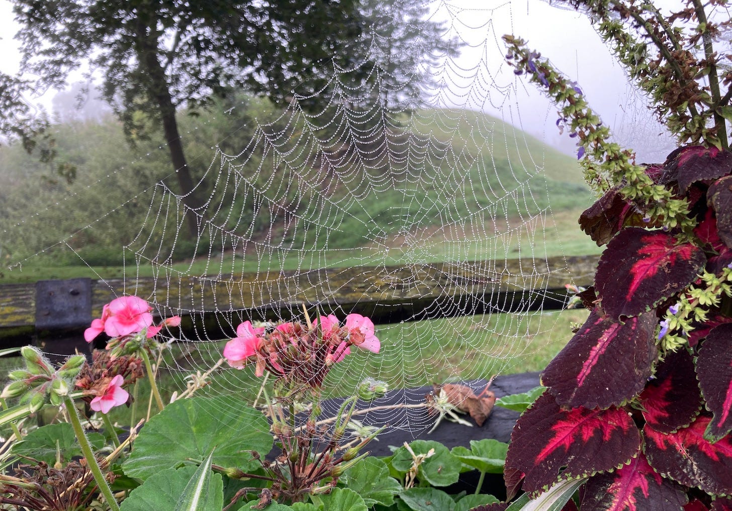 A cobweb highlighted by dew caught between summer bedding plants at the end of the season.