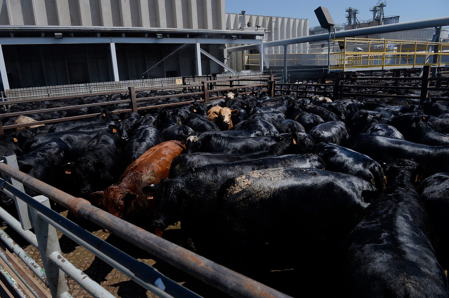 Beef cattle are gathered in pens at the JBS Beef Plant in Greeley, Colo. The New York State Attorney General recently filed a lawsuit against JBS, the world’s largest beef company. Credit: Andy Cross/The Denver Post via Getty Images