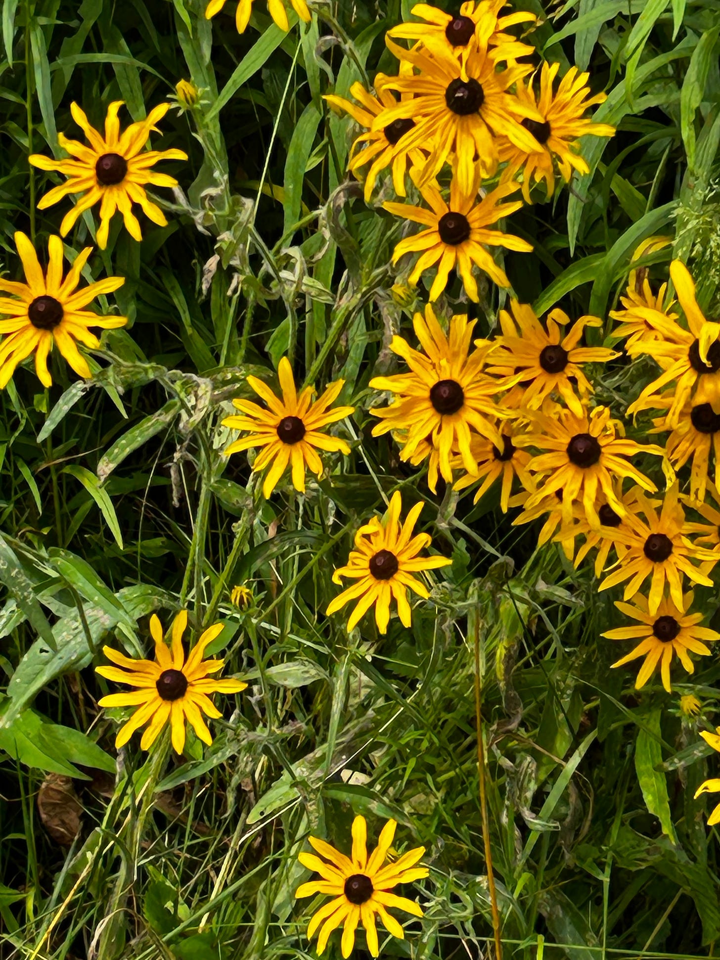 Black eyed Susans with dark brown furry centers, surrounded by long petals of deep yellow, amid greenery