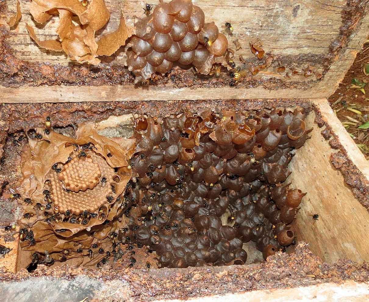 interior de una colmena de abejas meliponas, las más afectadas por las pérdidas de colmenas en América Latina