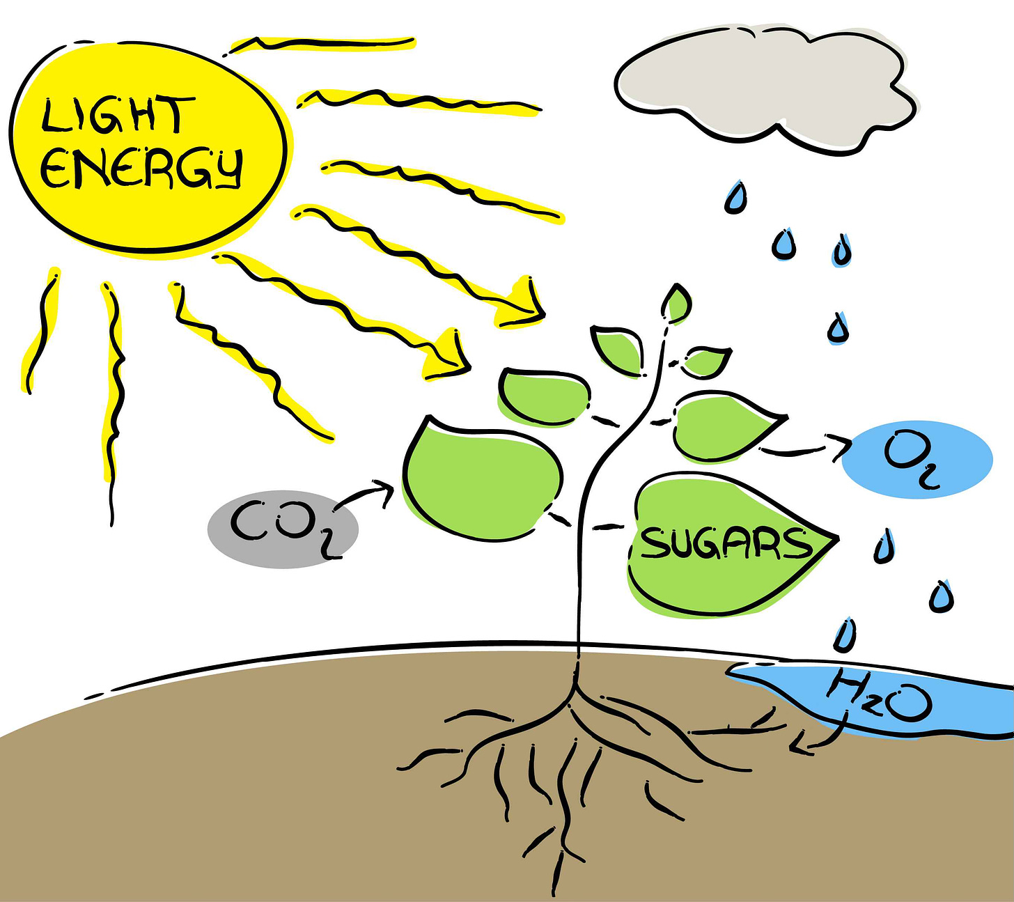 Photosynthesis diagram
